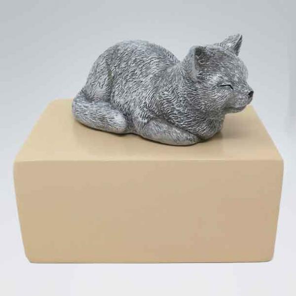 Katzenurne lauernde Katze Schläfchen