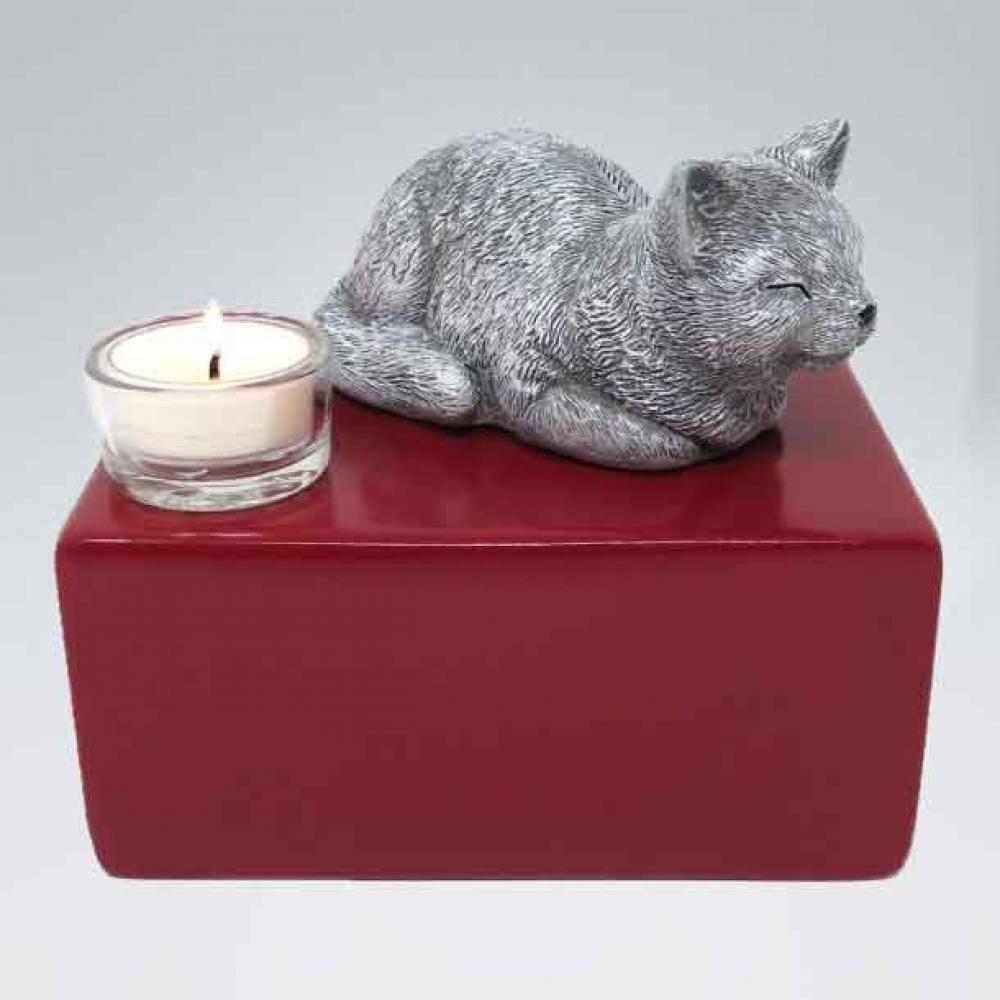 Katzenurne lauernde Katze Schläfchen