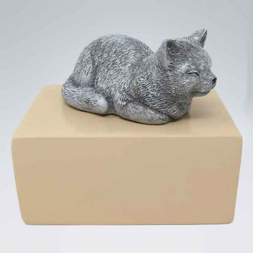 Katzenurne lauernde Katze Schläfchen